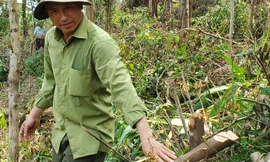 Vụ chặt nhiều cây rừng phòng hộ tại Huế: Từng bị lập biên bản vẫn ‘làm liều’?