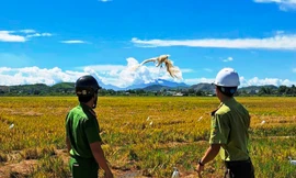 Lội đồng ‘phóng sinh’ chim mắc bẫy