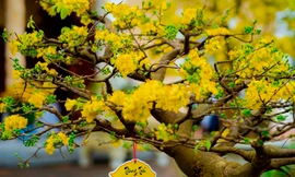 Tuyệt phẩm Hoàng mai Huế