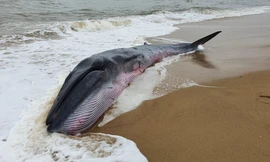 Cá voi có trọng lượng khoảng 3 tấn dạt vào vùng bờ biển TT-Huế