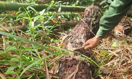 Nhiều cây thông rừng đặc dụng trên 20 năm tuổi bị cưa hạ rồi vứt bỏ trong rừng