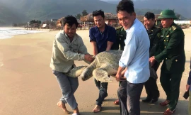 Rùa biển quý hiếm nặng gần 100 kg lạc vào đầm Lăng Cô