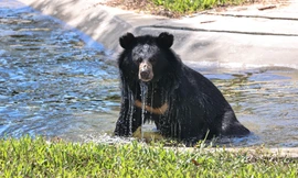 Bên trong trung tâm cứu hộ gấu trị giá hơn 10 triệu USD tại Huế
