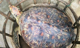 Cá thể rùa biển đi lạc vào vùng đầm phá tại TP Huế và vướng lưới của ngư dân