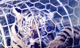 Hình ảnh hiếm giải cứu ‘chúa sơn lâm’ xứ Huế