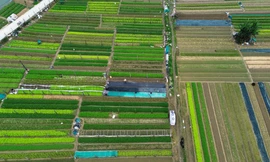 Bay trên những cánh đồng rau xanh mướt