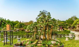 'Trình làng' hơn 1.000 tuyệt phẩm phong lan, đá, kiểng tại Huế