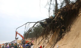 TT-Huế: Huy động hàng trăm người gia cố bờ biển bị sạt lở nặng