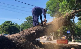 ‘Cụ' cây long não 100 tuổi trước gác Trịnh tại Huế bị cưa hạ