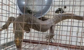 Cá thể kỳ đà vân quý hiếm do phụ bếp H. tàng trữ, mua bán trái phép