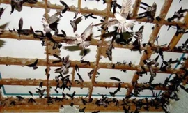 Huế xem xét ‘đại di dời’ hàng nghìn cơ sở nuôi chim yến