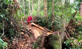 Rừng bị lâm tặc chặt phá tại vùng giáp ranh A Lưới. Ảnh: VOV