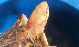 Cá thể rùa vàng quý hiếm đi lạc vào nhà dân