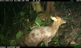 Loài Mang Trường Sơn quý hiếm, tưởng chừng tuyệt chủng vừa phát hiện bằng bẫy ảnh ở Khu Bảo tồn Thiên nhiên Phong Điền, TT-Huế. Ảnh: Khu BTTNPĐ cung cấp