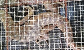 Cá thể kỳ đà hoa quý hiếm bất ngờ đi lạc vào nhà dân ở Huế