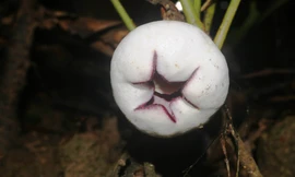 Phát hiện bất ngờ của kiểm lâm về loài thực vật mới ở TT-Huế