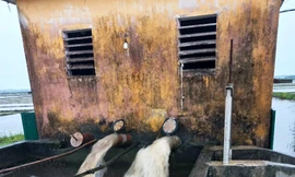 Mưa lớn giữa mùa khô, hàng nghìn ha lúa non tại Thừa Thiên-Huế bị úng ngập 