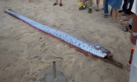 Phát hiện con cá màu bạc, hình thù lạ dài hơn 4 mét trôi dạt vào bờ biển ở Huế