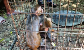 Vận động người dân giao nộp hai con khỉ quý hiếm