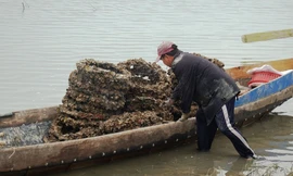 Hồi kết cho nghề nuôi hàu 'lạ lùng' bằng vỏ lốp cao su