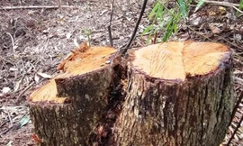 Nhóm 10 người vào rừng phòng hộ cưa hạ cây làm củi bán