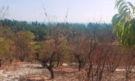 Xót xa rừng phòng hộ ven biển TT-Huế khô chết hàng loạt