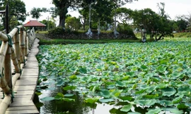 Sen tô sắc Huế