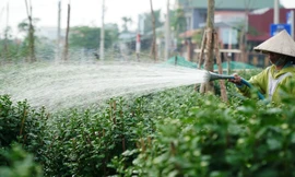 Nhà vườn xứ Huế tất bật vào vụ hoa Tết