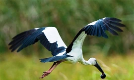 Gần 100 con cò nhạn quý hiếm bất ngờ xuất hiện tại Huế