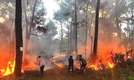 Đốt cháy rừng thông hàng chục năm tuổi, nam thanh niên thách gọi công an đến bắt