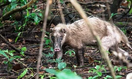 Nhiều loài động vật cực hiếm xuất hiện tại Vườn Quốc gia Bạch Mã