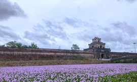 Một Kinh thành Huế lạ lẫm với sắc tím Lục Bình miên man