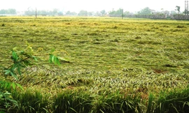 Xót xa cảnh hàng nghìn ha lúa chín ở TT-Huế gãy đổ vì mưa lớn bất thường