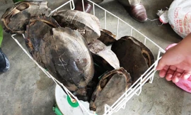 Phát hiện nhiều rùa hoang dã và động vật rừng trong khu bếp nhà hàng