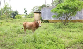 Lý do một nửa danh thắng cồn Dã Viên bỏ hoang, thành nơi chăn bò