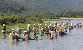 Hàng nghìn người đội nắng, chen nhau xuống đầm bắt cá