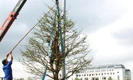 Mai, quất, bưởi Tết vẫn tăng giá