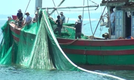 Tàu giã cào 'tận diệt' vùng biển Quảng Trị