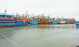 Mùa đánh cá sắp vào vụ nhưng nhiều tàu cá Quảng Trị không thể ra khơi