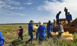 Gặt lúa giúp dân trong khu vực phong tỏa tạm thời