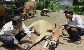 Lây lan dịch lở mồm long móng ở vùng núi Quảng Trị