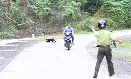 Sau lũ lụt, đàn voọc gáy trắng lại kéo ra đường tấn công người dân