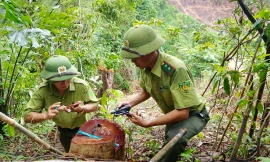 Phát hiện lâm tặc mở đường vận chuyển gỗ trong cánh rừng bị tàn phá ở Quảng Trị