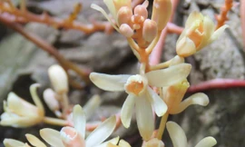 Ảnh: Lê Tuấn Anh