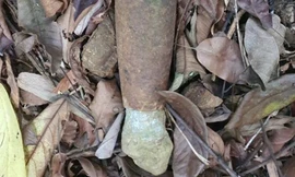 Phát hiện nhiều bom đạn trong khu bảo tồn thiên nhiên ở Quảng Trị