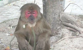 Khỉ mặt đỏ 'quậy' khu dân cư, tấn công rượt đuổi người 