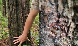 Loạt cây thông 33 năm tuổi bị kẻ xấu đổ hóa chất vào thân