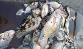 Cá chết hàng loạt, bốc mùi hôi thối ở hồ nước tại Quảng Trị