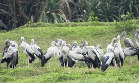 Đàn chim hoang dã quý hiếm nằm trong Sách đỏ ào về Quảng Trị