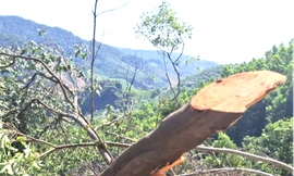 Người dân phá rừng tự nhiên phòng hộ ở Quảng Trị để làm rẫy